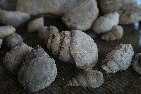 Gastropod fossils, near Fort Worth, Texas Gastropod fossils, near Fort Worth, Texas
