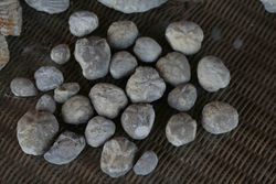 Echinoderm fossils, near Fort Worth, Texas, also called Texas stars Echinoderm fossils, near Fort Worth, Texas, also called Texas stars
