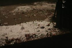 Hailstorm in Park Slope, Brooklyn, 11 October 2010