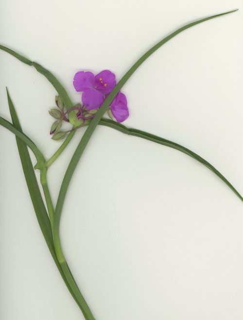Spiderwort, Brooklyn, NY Spiderwort, Brooklyn, NY