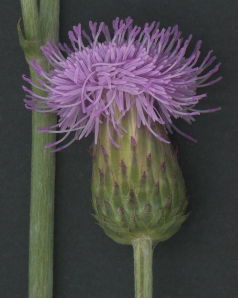 Thistle, close up Thistle, close up