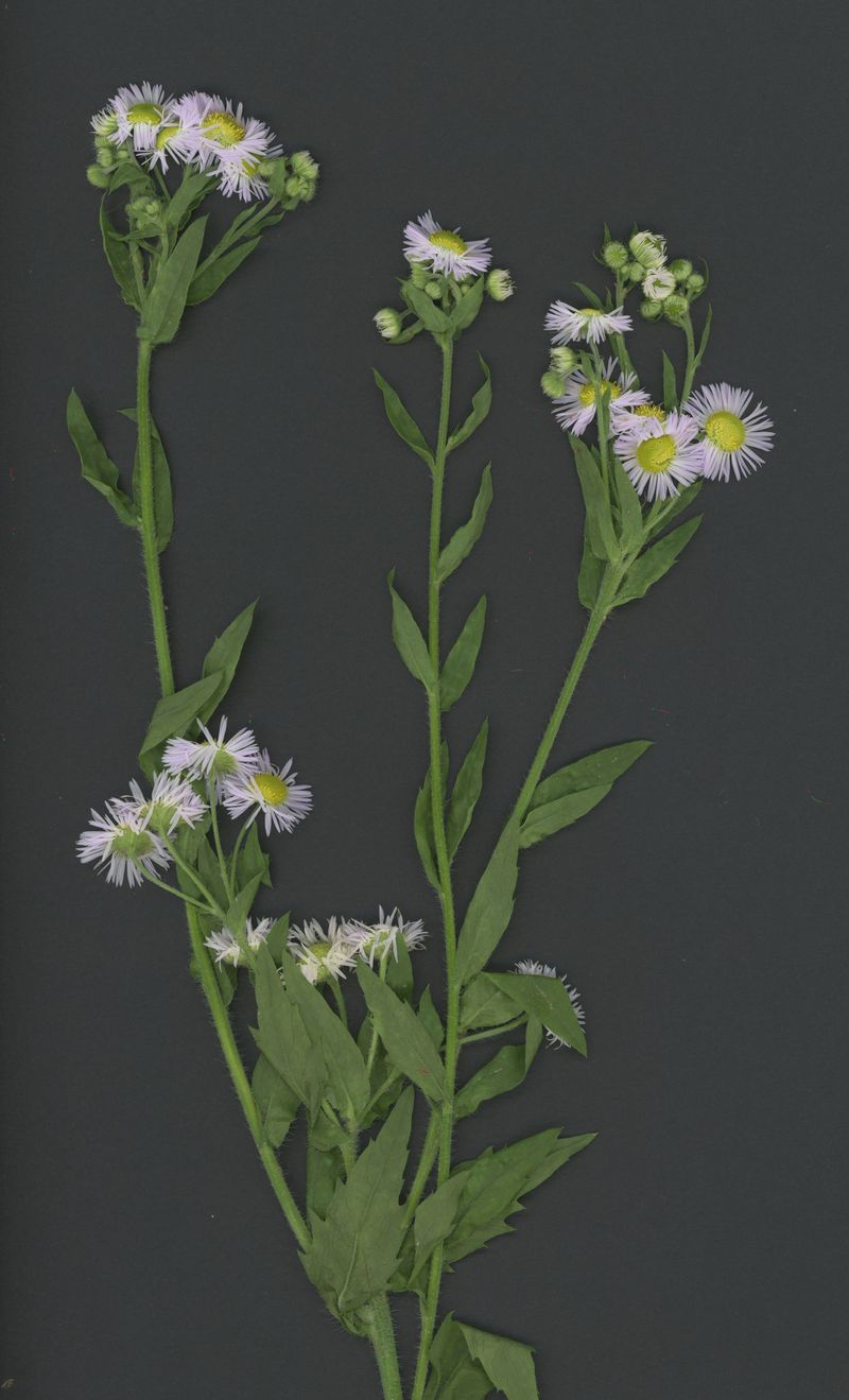 Daisy fleabane, Brooklyn, NY Daisy fleabane, Brooklyn, NY
