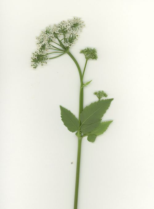 White snakeroot, Brooklyn White snakeroot, Brooklyn