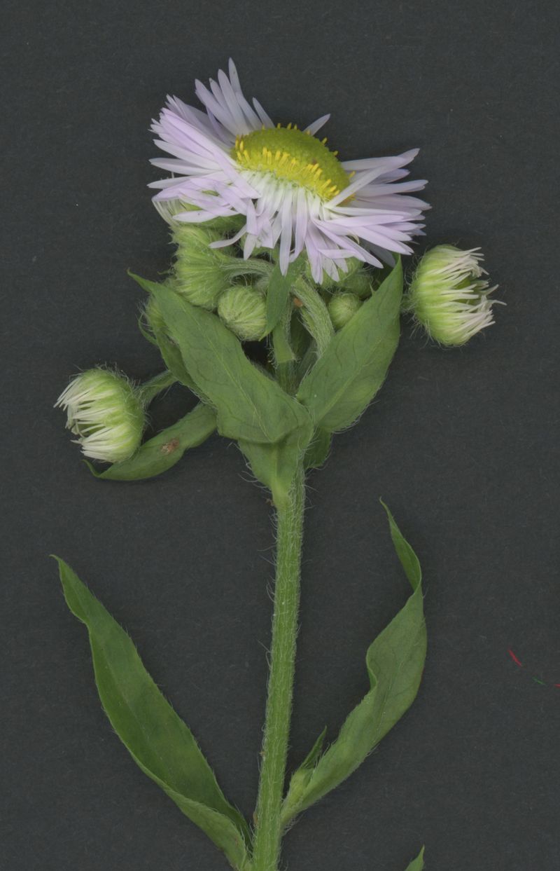 Daisy fleabane, close-up Daisy fleabane, close-up