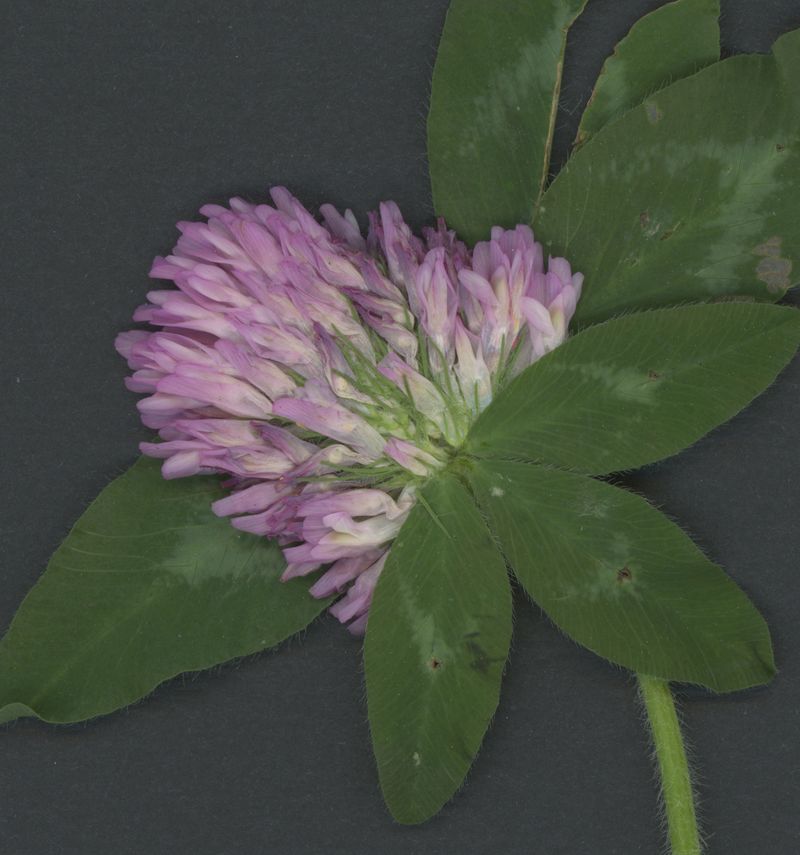 Clover, close-up Clover, close-up