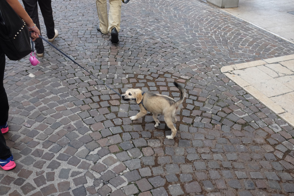 Puppy on the Corso Vittorio Emanuele, Pordenone