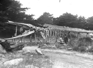 Harry V. Givens, photographer, 'Whale Skeleton, Point Lobos, California,' American Environmental Photographs Collection (1891-1936), AEP-CAS206, Department of Special Collections, University of Chicago Library