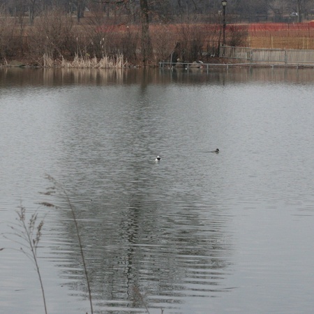 Bufflehead Bufflehead