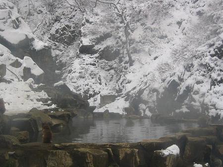 Snowmonkeys