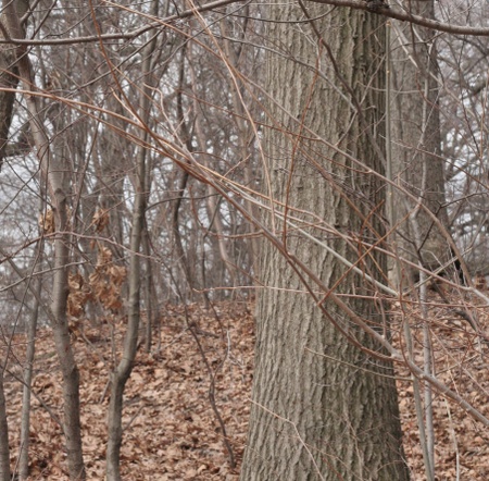 Verticality Verticality